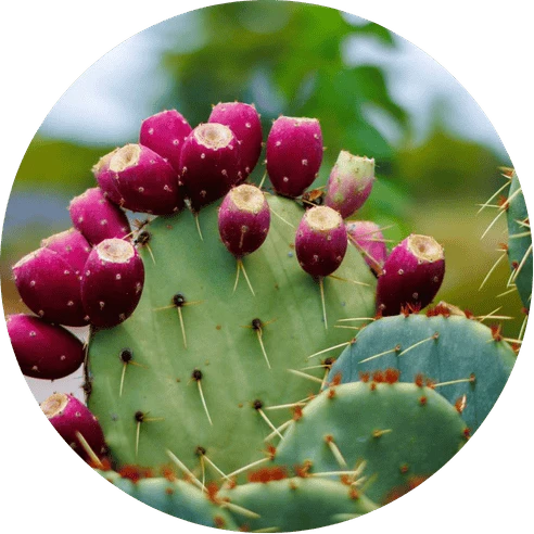 Prickly Pear Extract